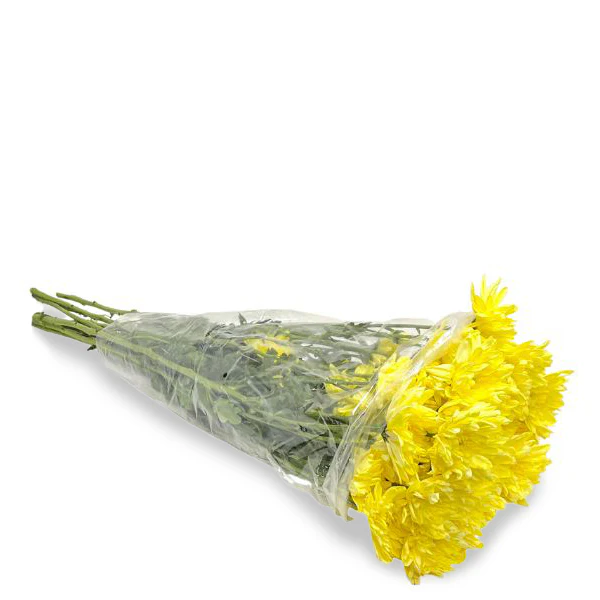 أقحوان أصفر ، 10 أغصان
