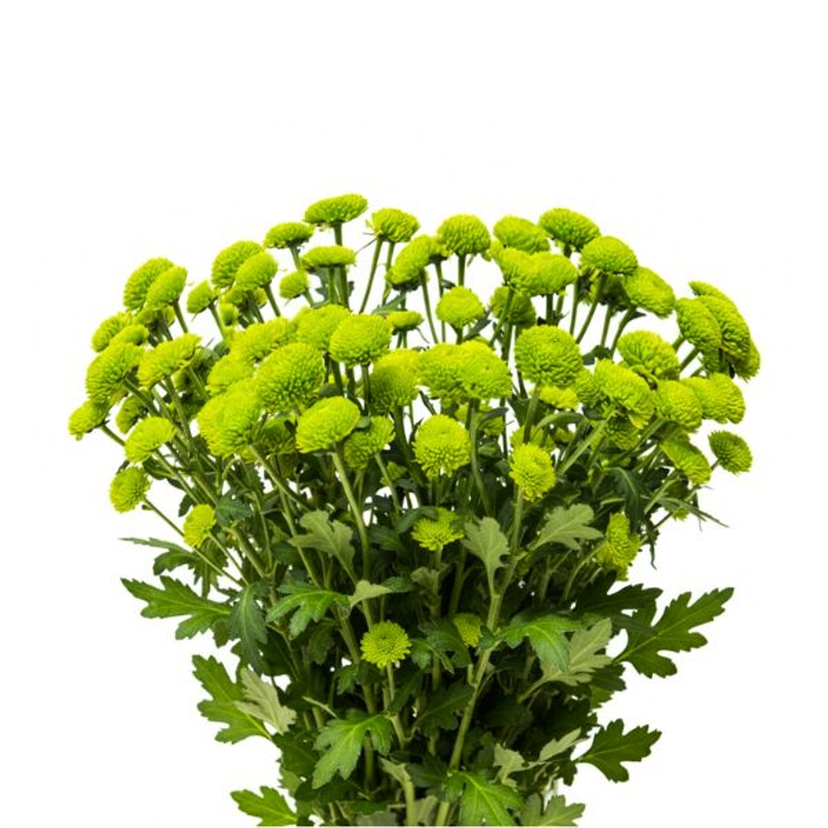 أقحوان جرين، 10 أغصان