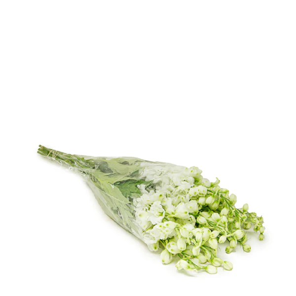 دلفينيوم الأبيض، 5 أغصان