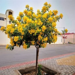 أشجار مزهرة