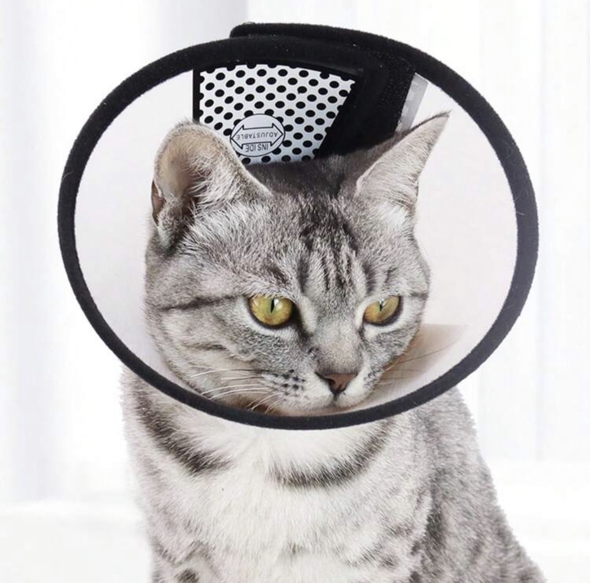 Cat protective collar size S