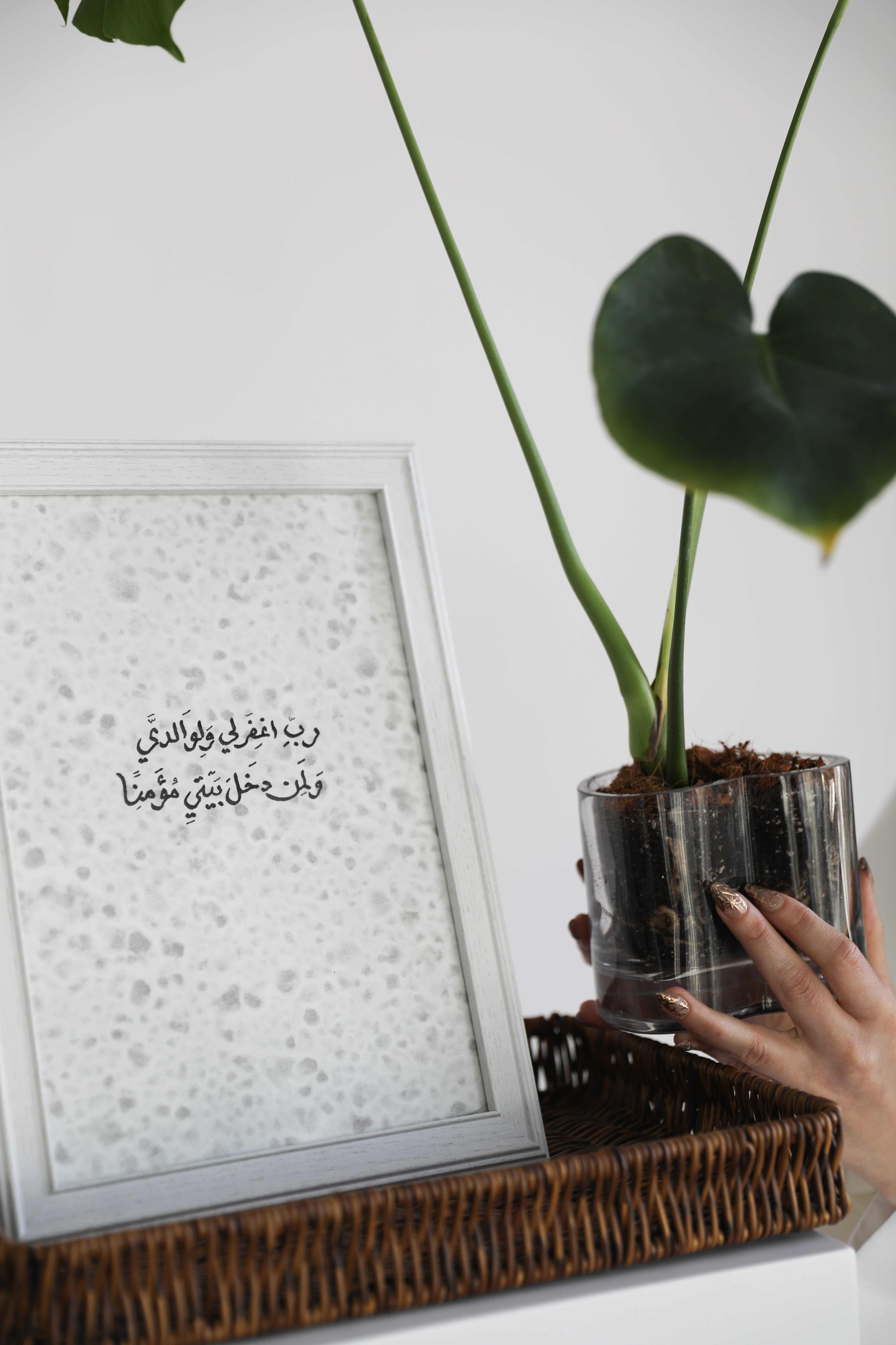 نبته هديه 