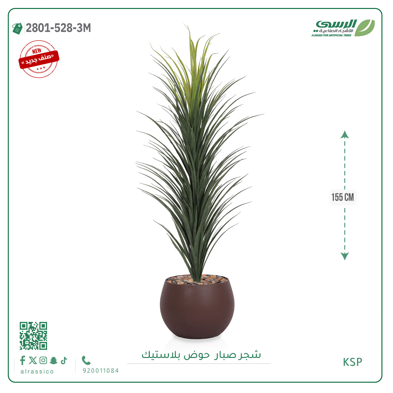  شتلة صبار بمركن بلاستيك جرة 