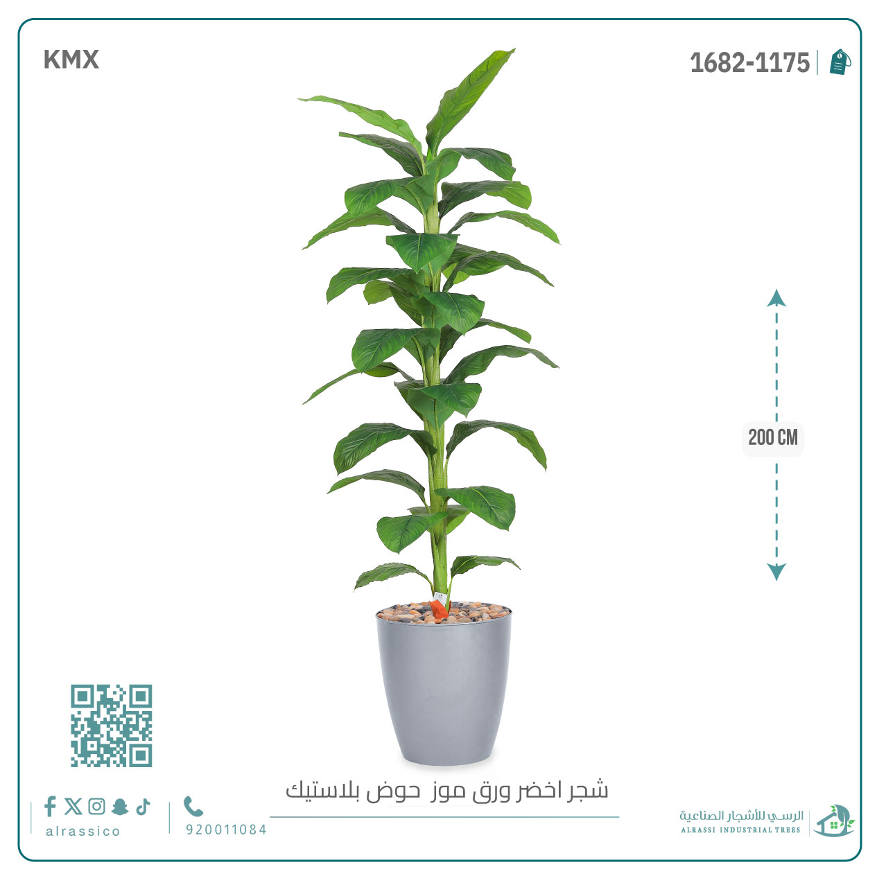  شجرة ورق موز ( ارتفاع 200 سم ) بمركن بلاستيك أسطواني 
