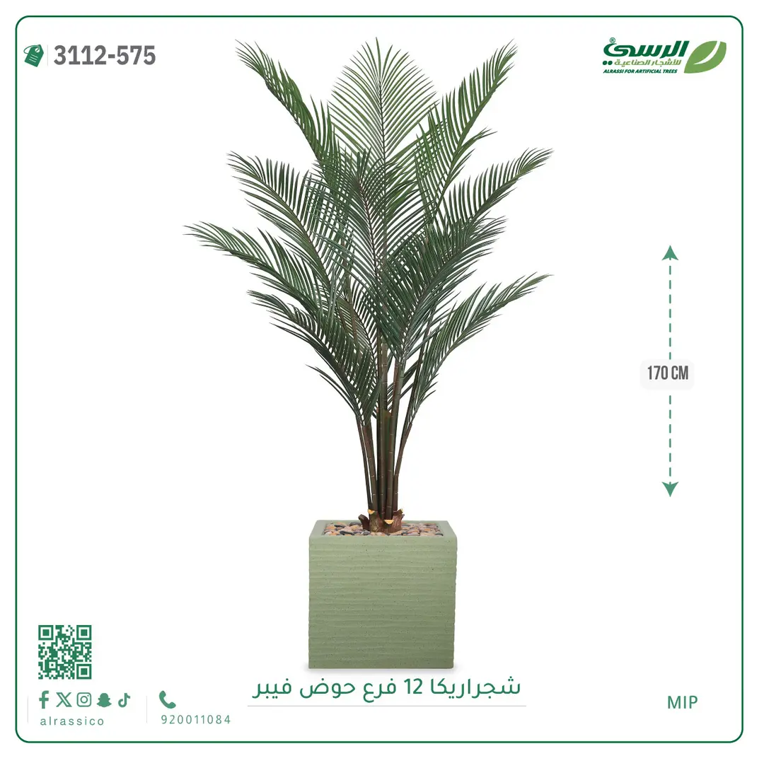  شجرة أريكا صناعية 12 فرع (ارتفاع 170 سم) حوض فيبر 