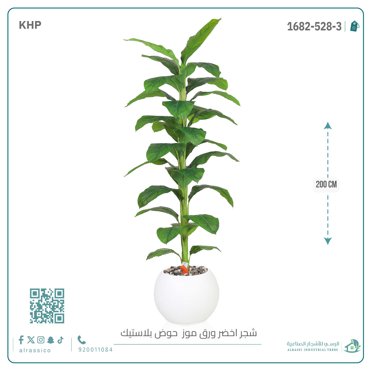  شجرة ورق موز ( ارتفاع 200 سم ) بمركن بلاستيك دائرى  