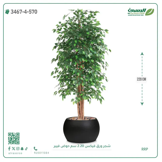  شجر فيكس صناعية (ارتفاع 220 سم) حوض فيبر 