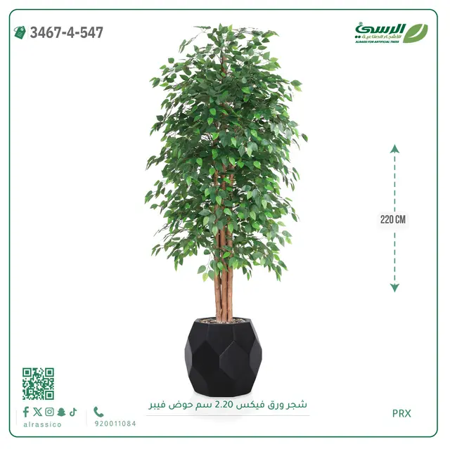  شجر فيكس صناعية (ارتفاع 220 سم) حوض فيبر 