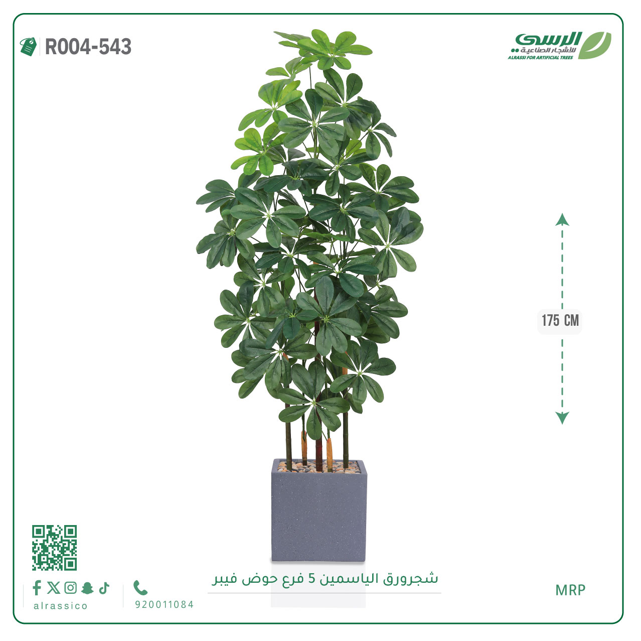  شجرة ورق ياسمين صناعية ( ارتفاع 175 سم ) حوض فيبر مربع 