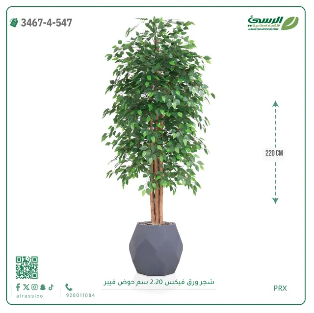  شجر فيكس صناعية (ارتفاع 220 سم) حوض فيبر 