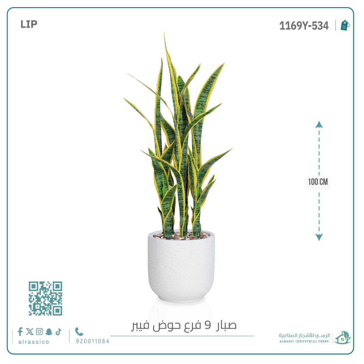   صبار سنسفيرا  أصفر (9 فروع) بمركن فيبر  أسطواني 