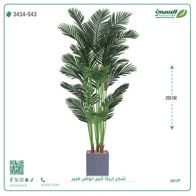  شجر أريكا صناعية ( ارتفاع 200 سم ) حوض فيبر 