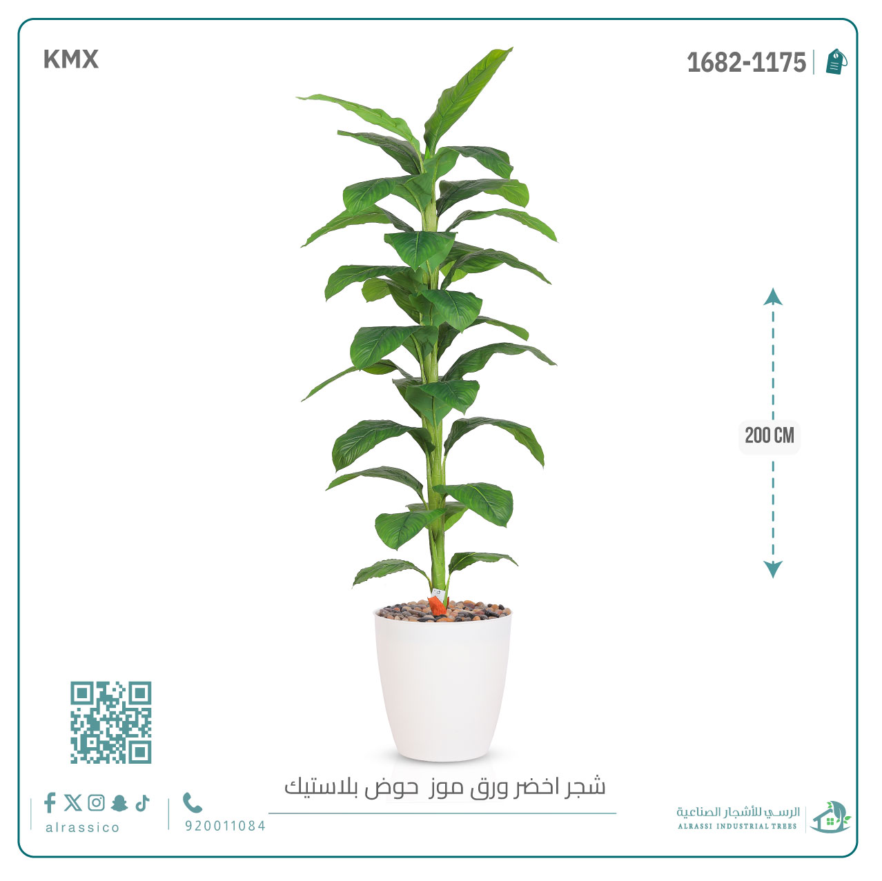  شجرة ورق موز ( ارتفاع 200 سم ) بمركن بلاستيك أسطواني 