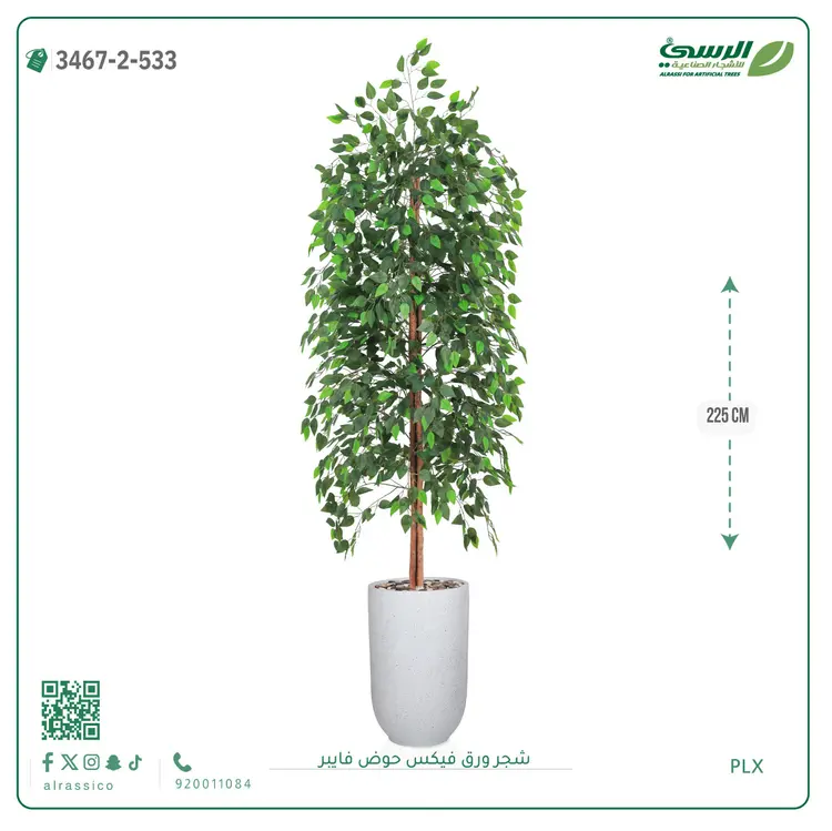  شجر ورق فيكس صناعية (ارتفاع 225 سم) حوض فيبر 