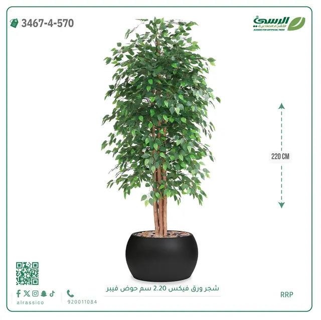 شجر فيكس صناعية (ارتفاع 220 سم) حوض فيبر 