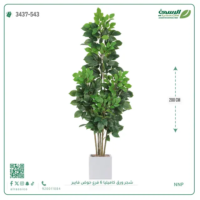  شجرة كاميليا صناعية (ارتفاع 200 سم) 6 فروع حوض فيبر 