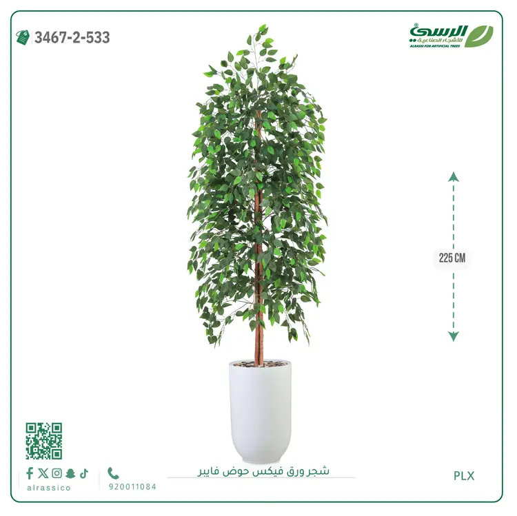  شجر ورق فيكس صناعية (ارتفاع 225 سم) حوض فيبر 