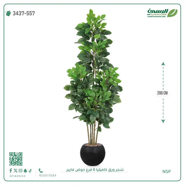  شجرة كاميليا صناعية (ارتفاع 200 سم) 6 فروع حوض فيبر 