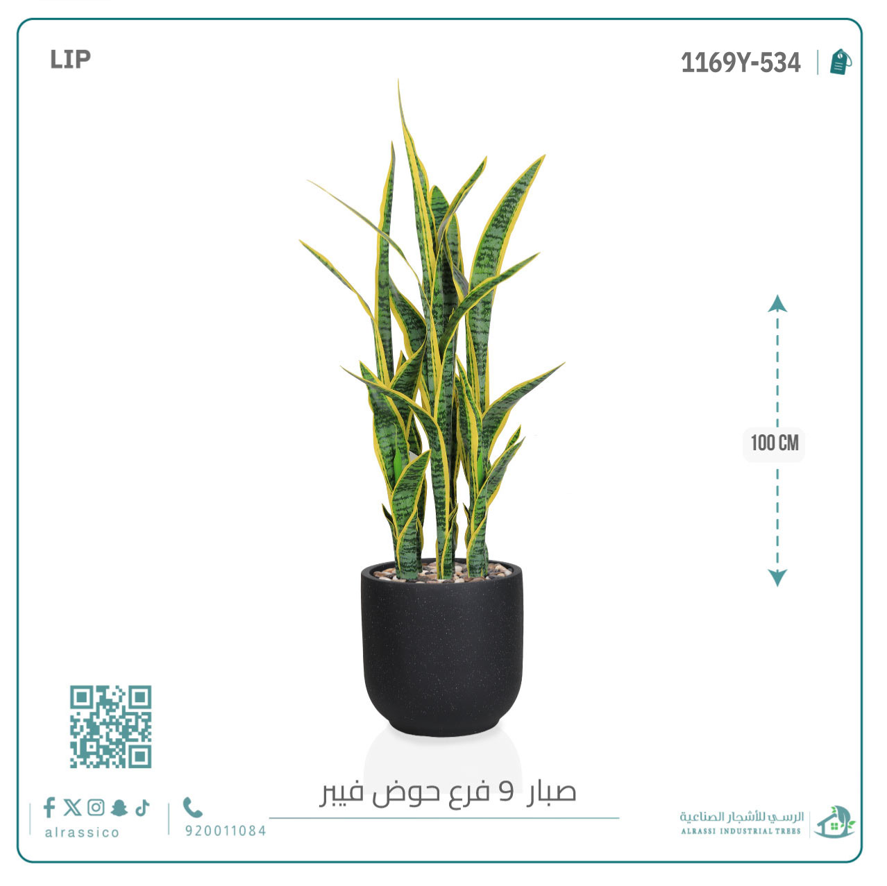   صبار سنسفيرا  أصفر (9 فروع) بمركن فيبر  أسطواني 