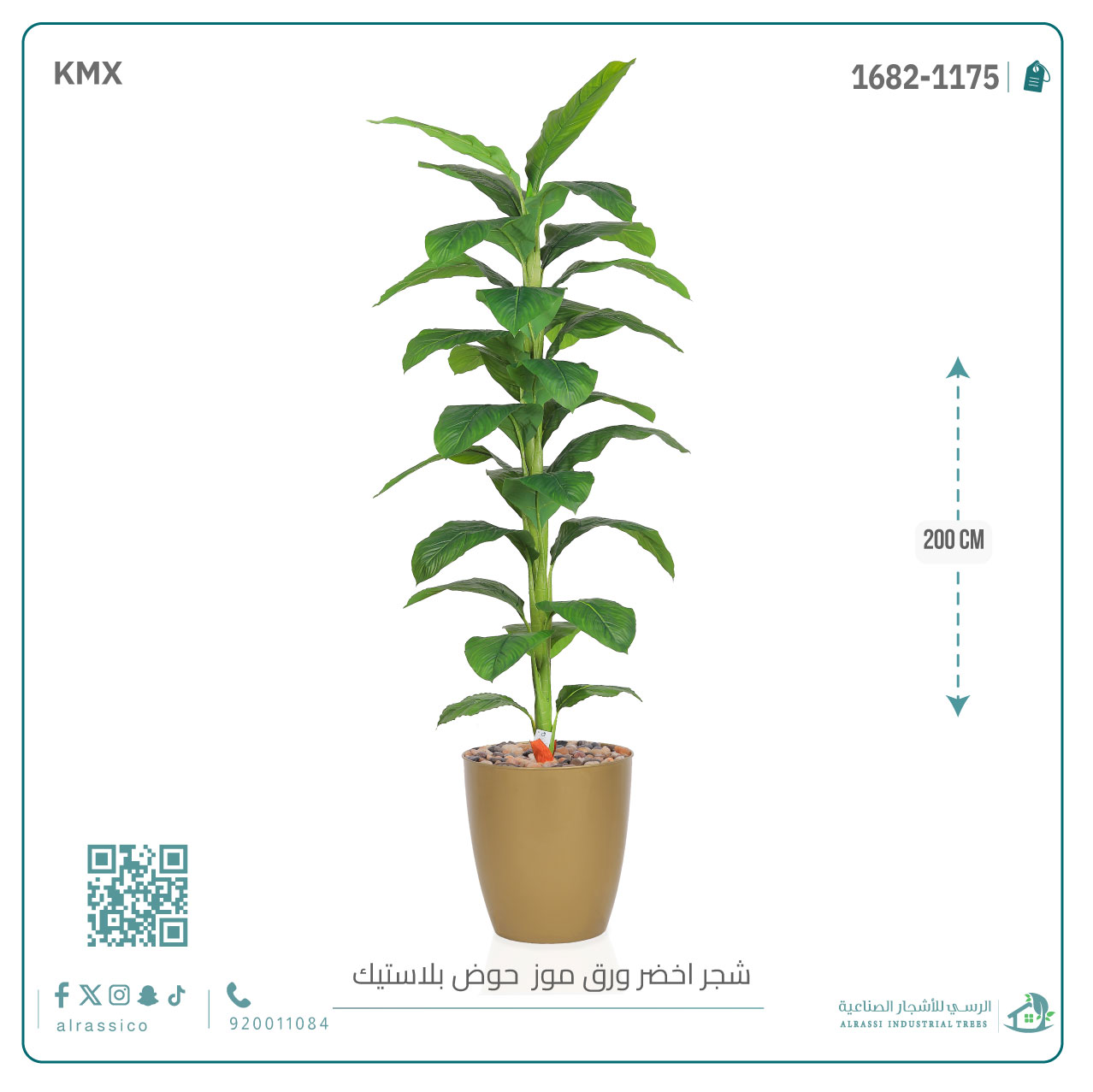  شجرة ورق موز ( ارتفاع 200 سم ) بمركن بلاستيك أسطواني 