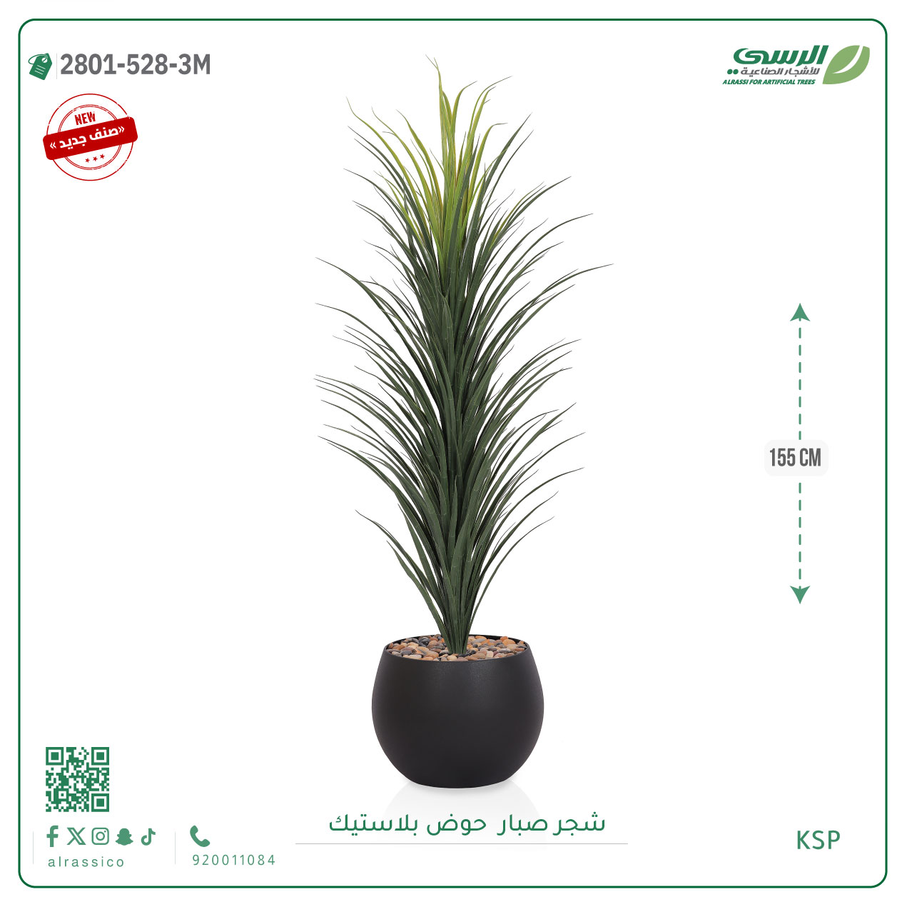  شتلة صبار بمركن بلاستيك جرة 