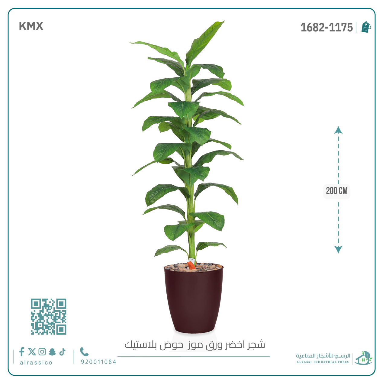  شجرة ورق موز ( ارتفاع 200 سم ) بمركن بلاستيك أسطواني 