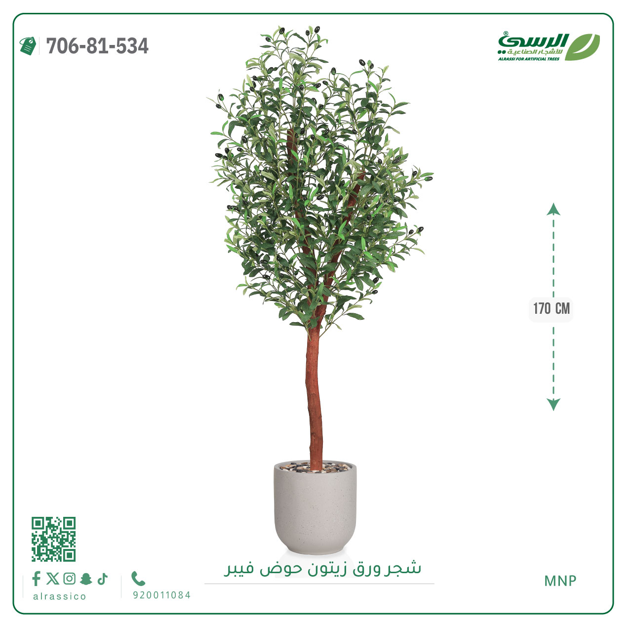  شجرة زيتون صناعية ( ارتفاع 170 سم ) حوض فيبر أسطواني 