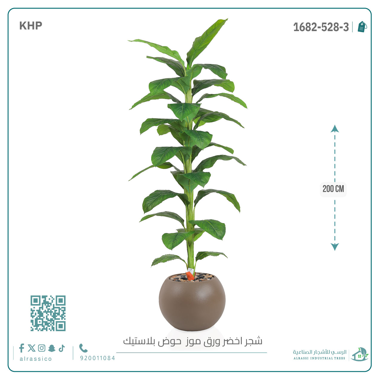  شجرة ورق موز ( ارتفاع 200 سم ) بمركن بلاستيك دائرى  