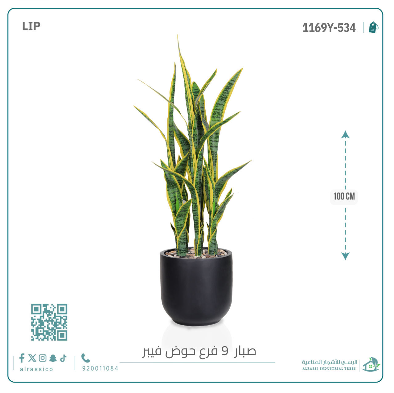   صبار سنسفيرا  أصفر (9 فروع) بمركن فيبر  أسطواني 