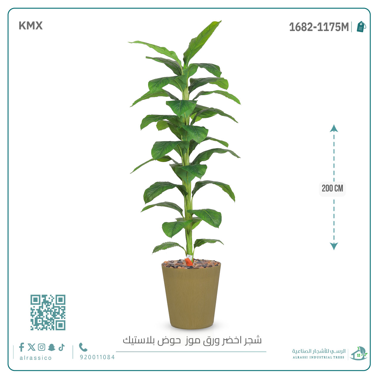  شجرة ورق موز ( ارتفاع 200 سم ) بمركن بلاستيك أسطواني 
