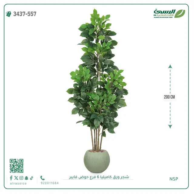  شجرة كاميليا صناعية (ارتفاع 200 سم) 6 فروع حوض فيبر 