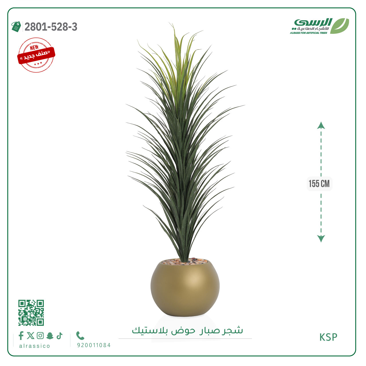  شتلة صبار بمركن بلاستيك جرة 