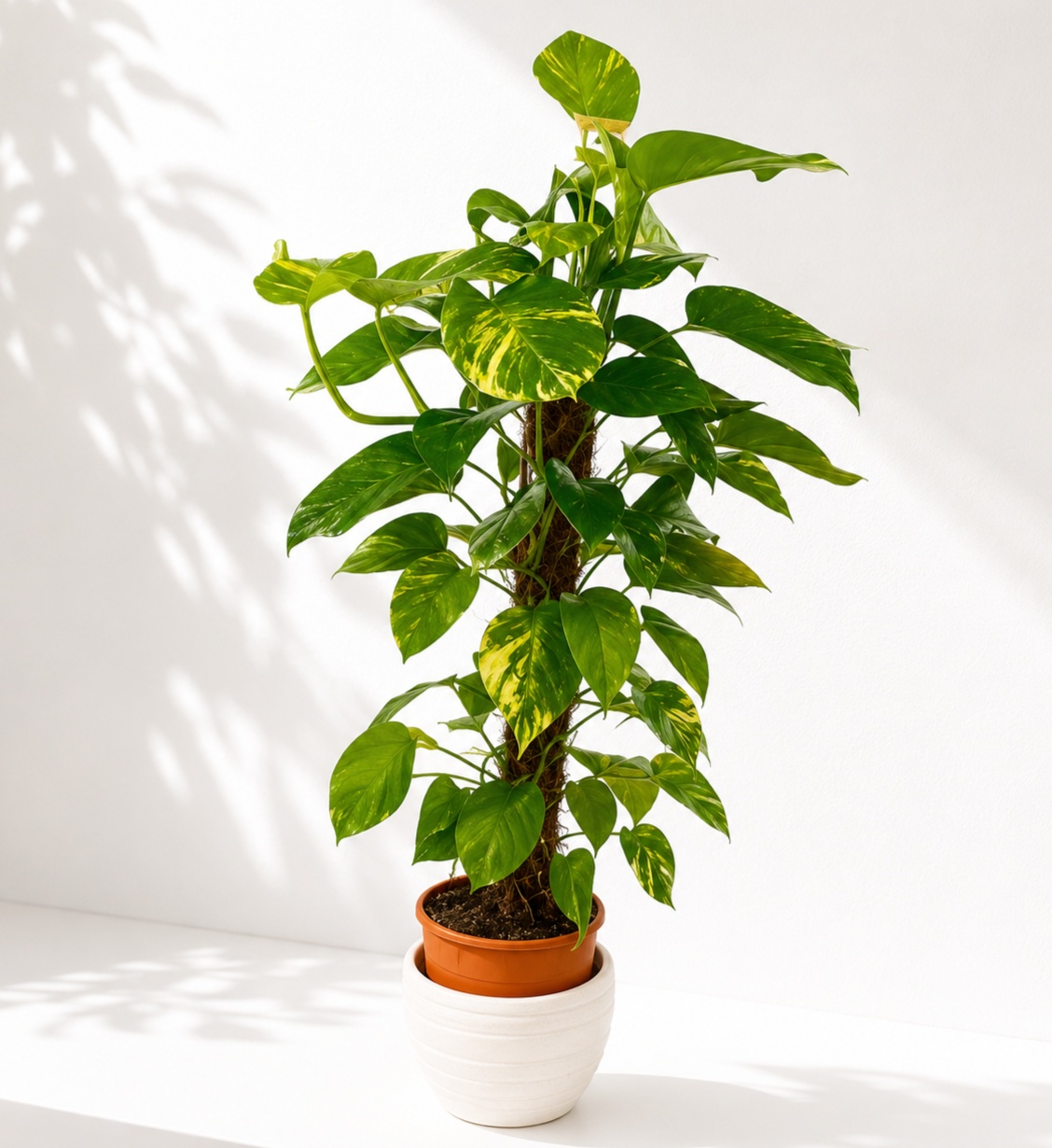 Golden Pothos indoor plant with variegated green leaves growing on a moss pole in an elegant planter.