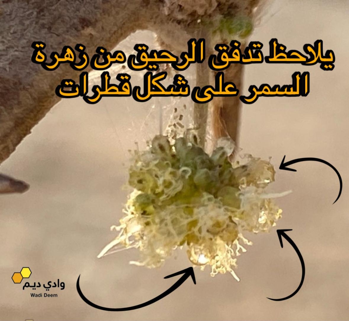 زهرة شجرة السمر التي يجمع منها النحل رحيق عسل السمر
