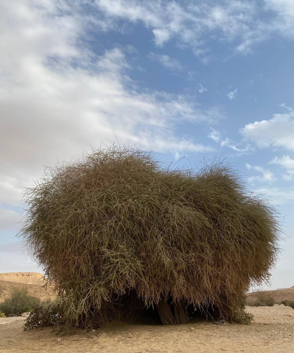 شكل شجرة  السرح المنتجة لعسل السرح