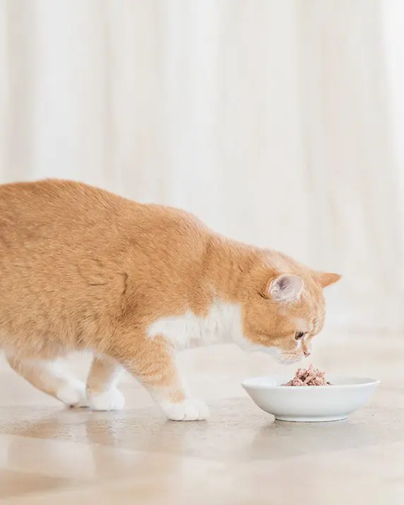  شيزر معلبات بنكهة شرائح التونة واللحم البقري مع الارز 85غ 