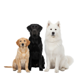 كلاب