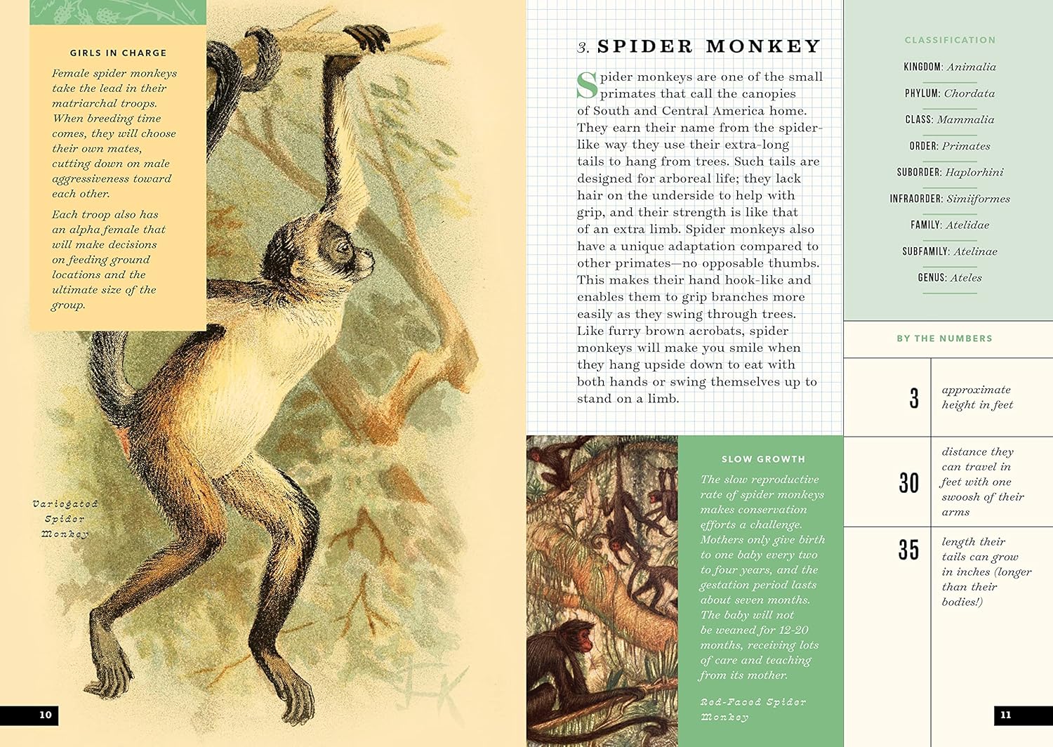 The Little Book of Animals of the rainforest | animals of the rainforest