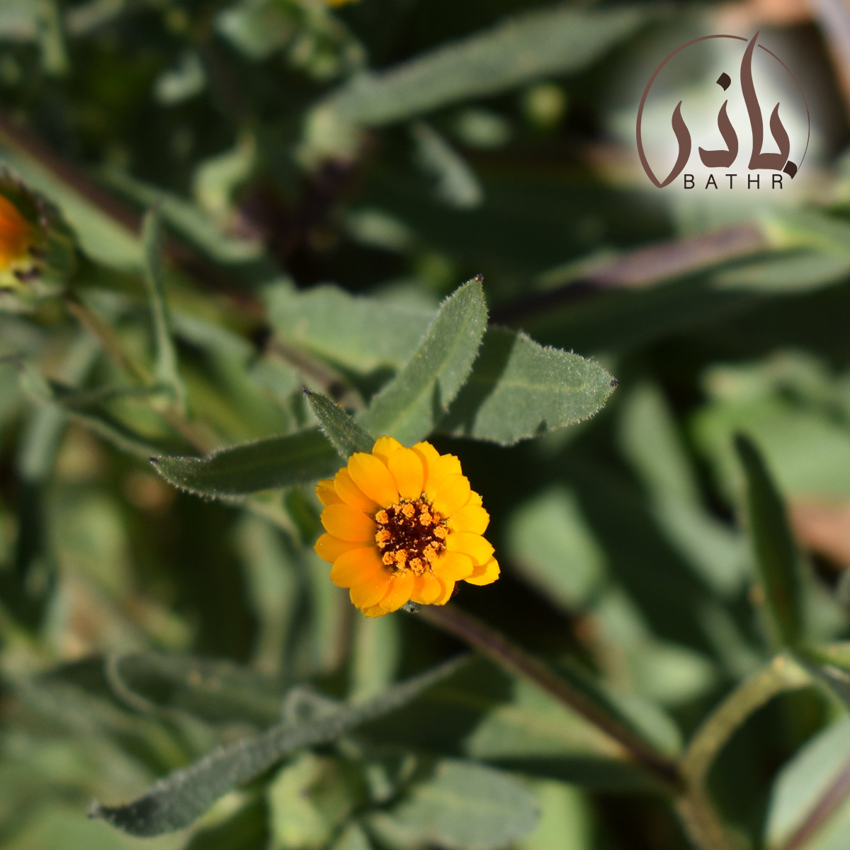 زهرة عشبة الحنوة