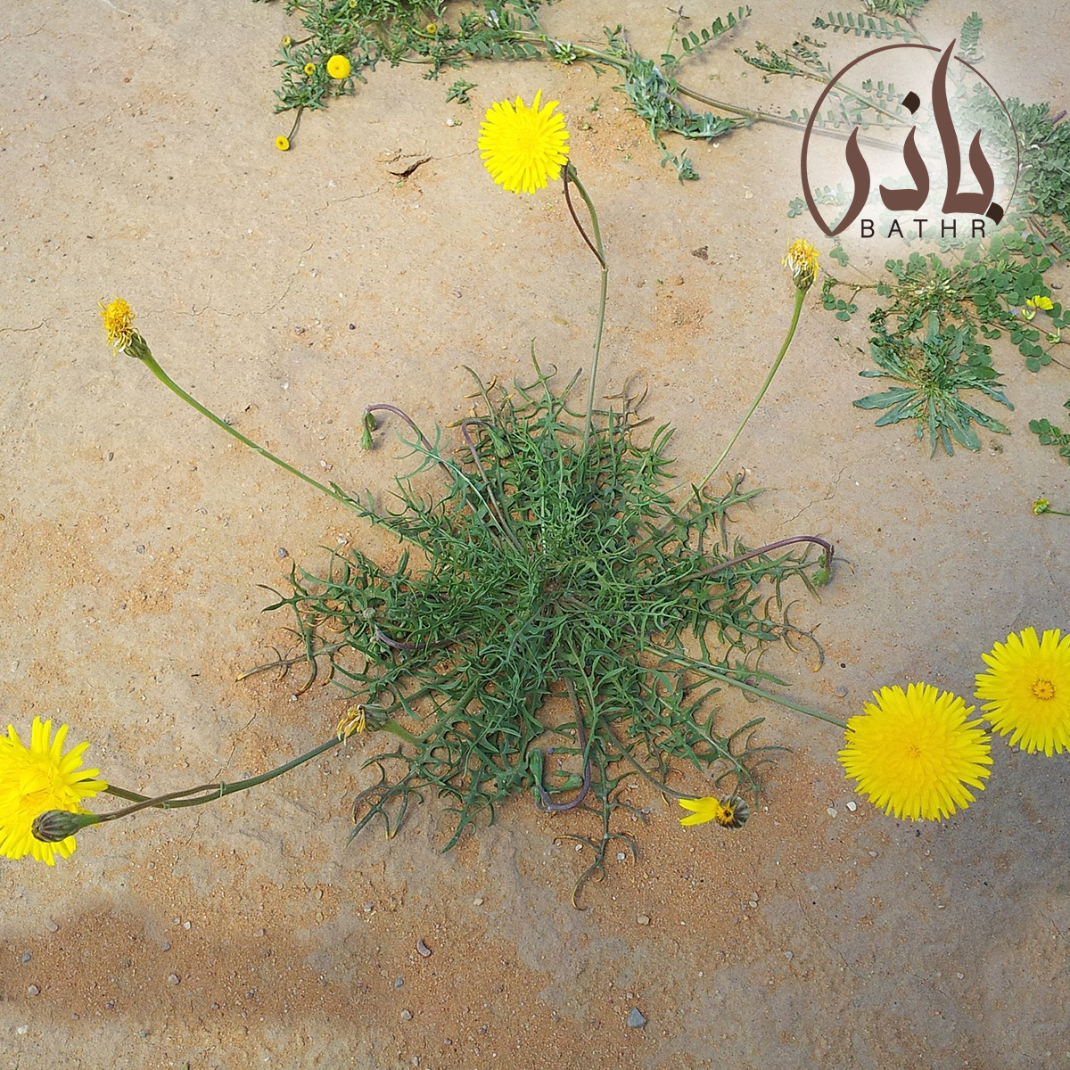 بذور عشبة الجرجار