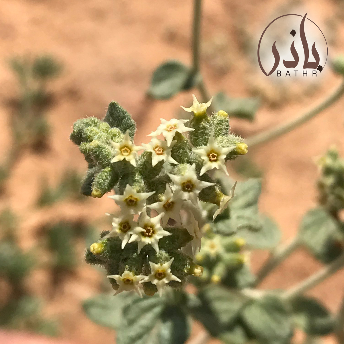 بذور نبات الكري