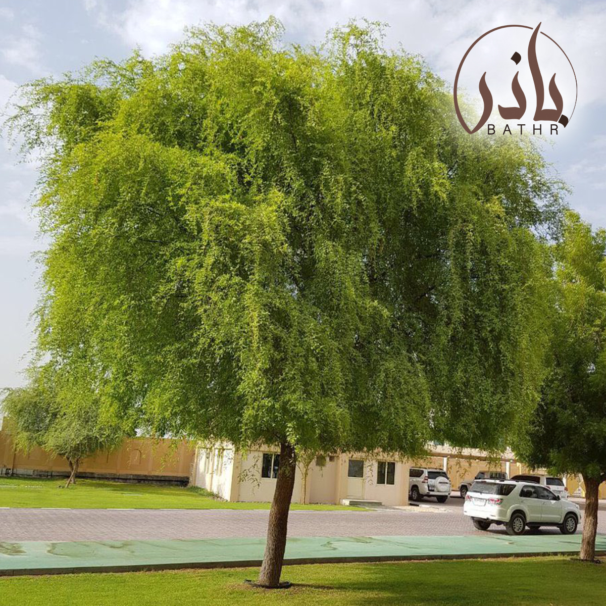 بذور الغاف الخليجي