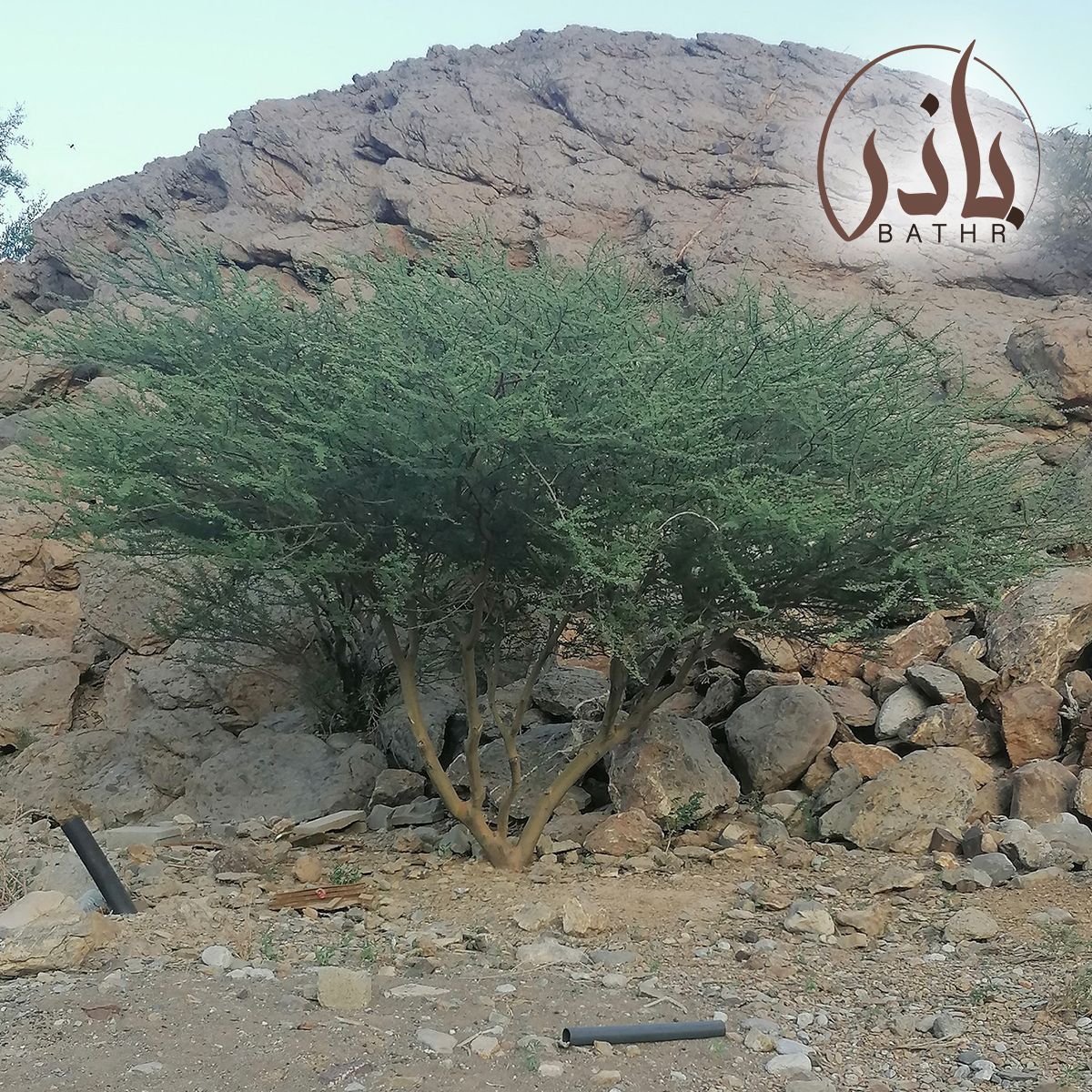 بذور السمر