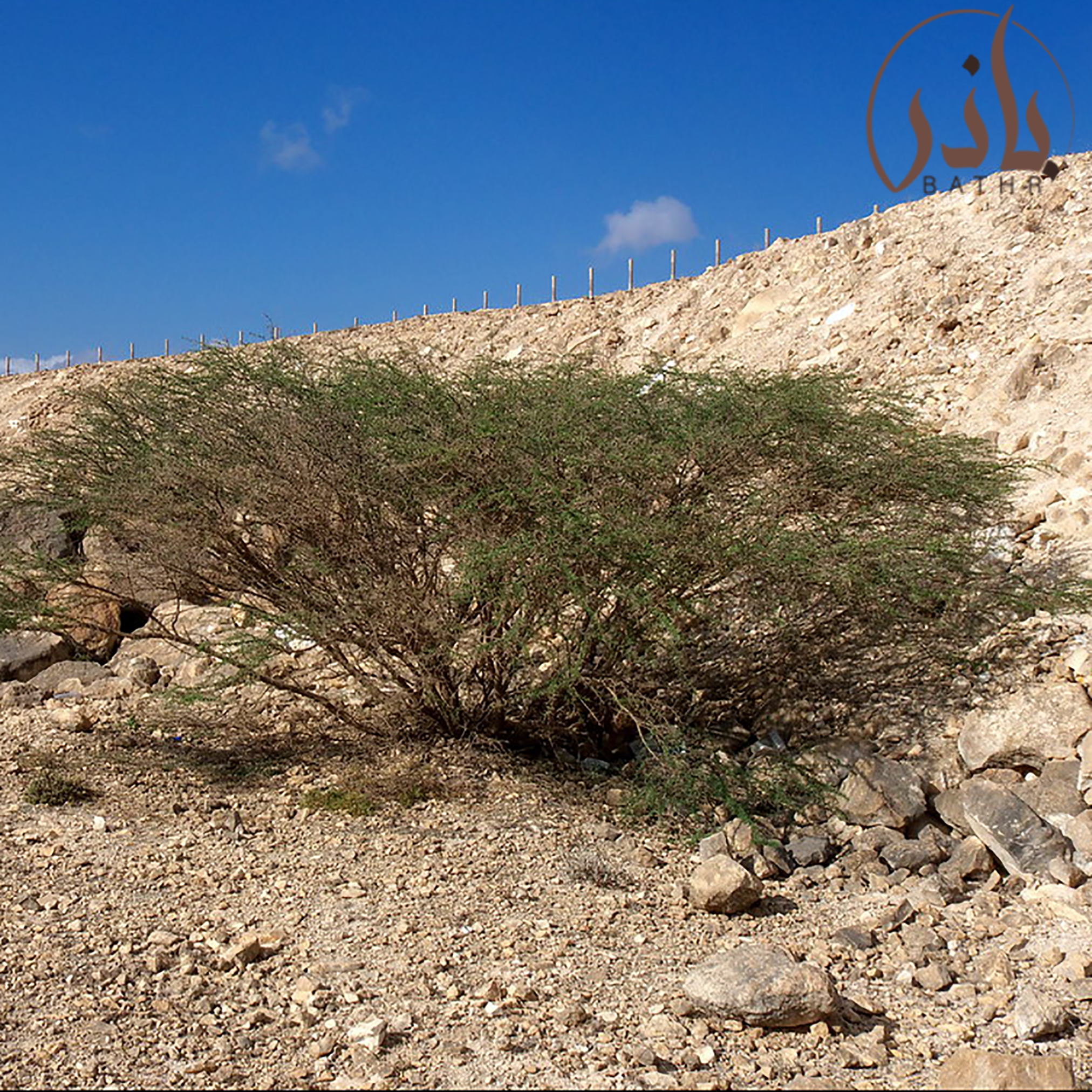 بذور السلمالسلم