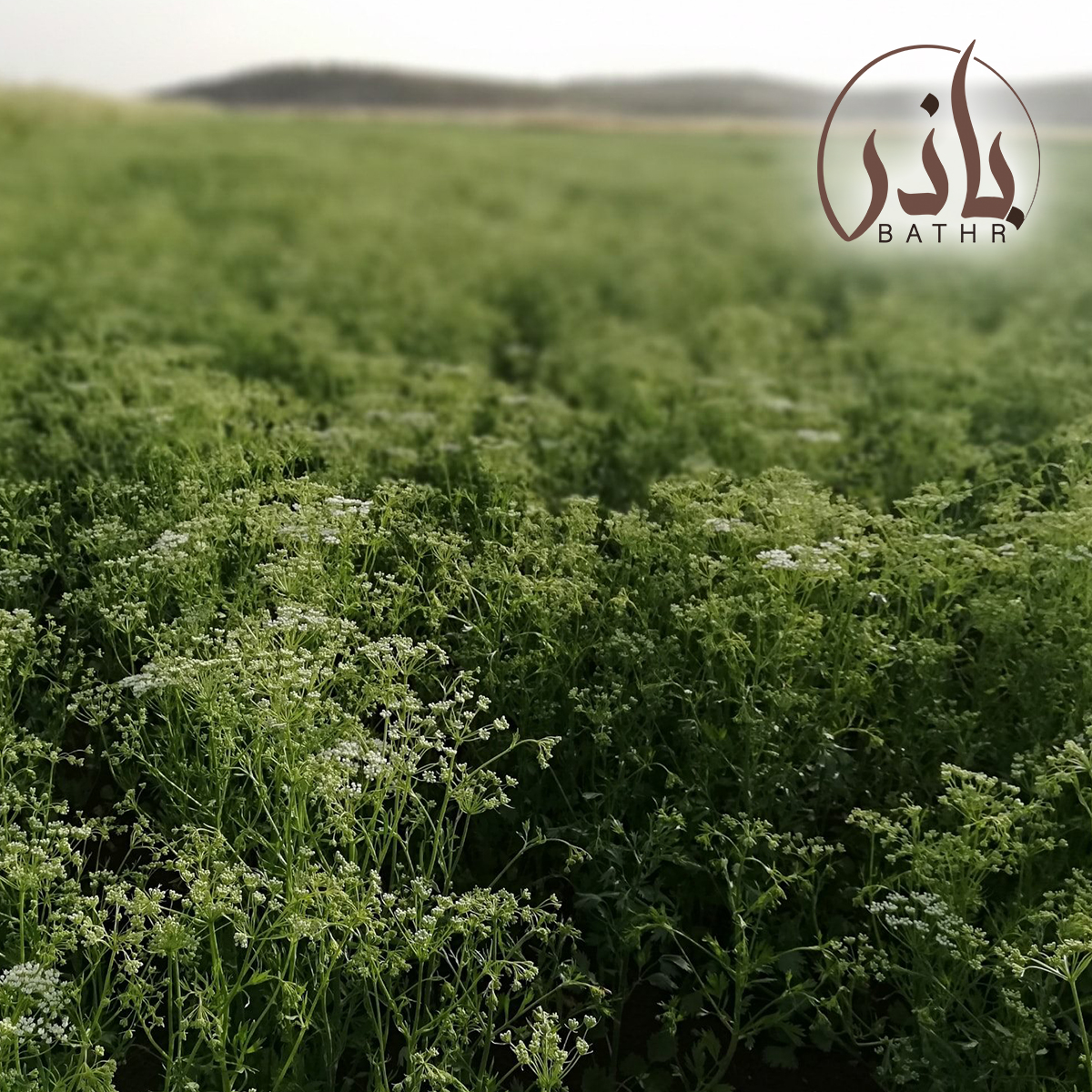 نبات اليانسون
