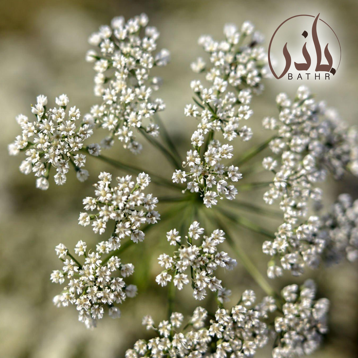 بذور اليانسون