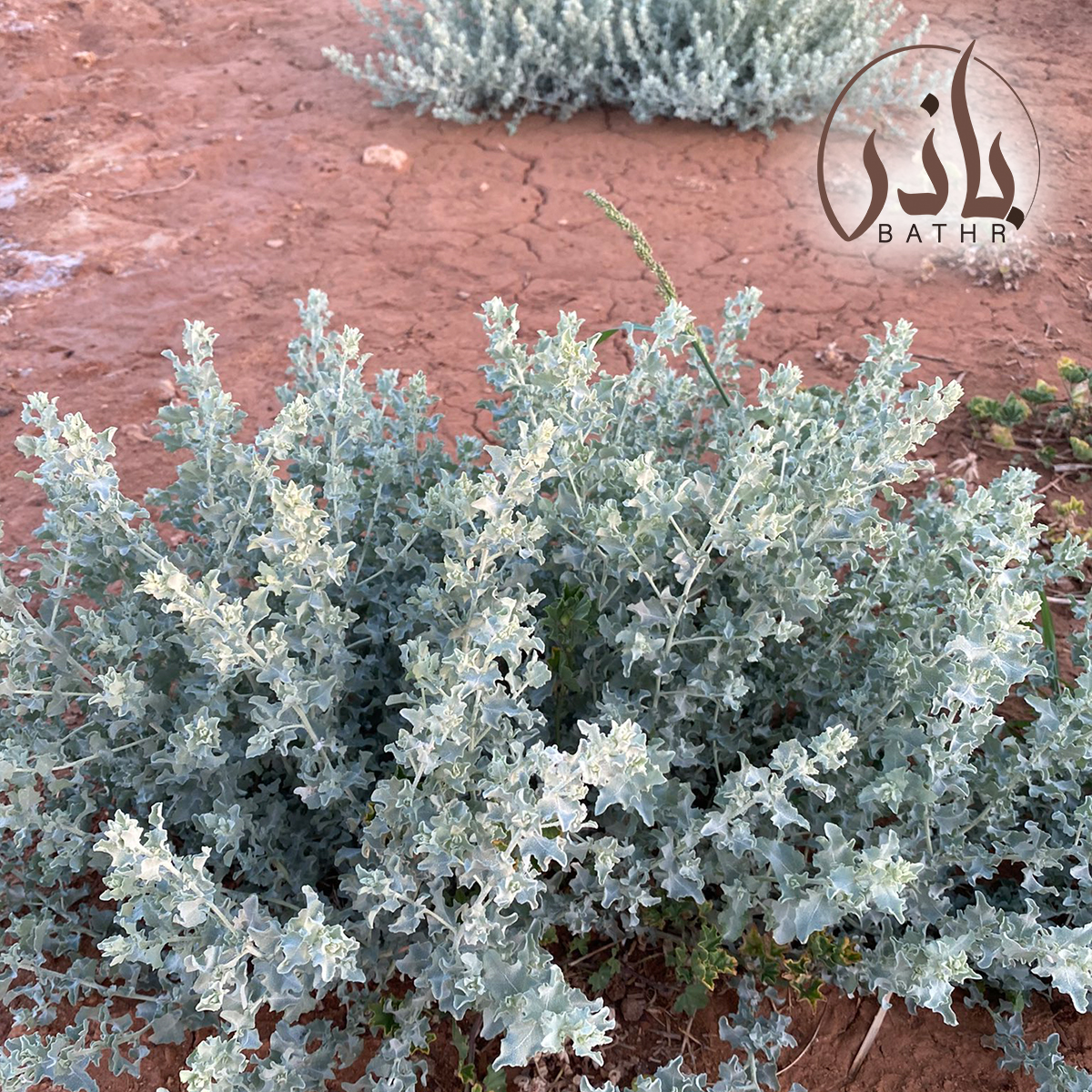 الرغل