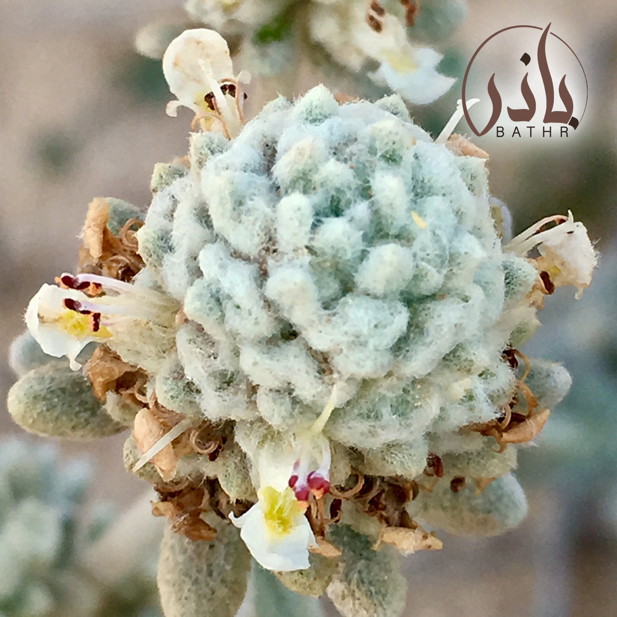 بذور الجعد