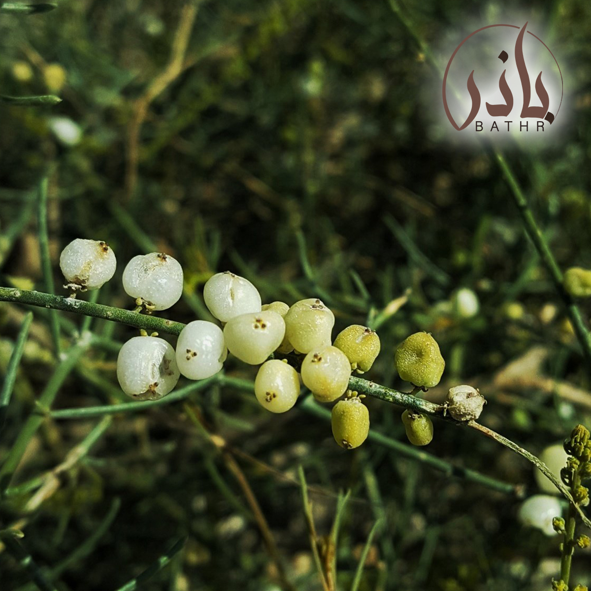 بذور القرضي - العلندرا