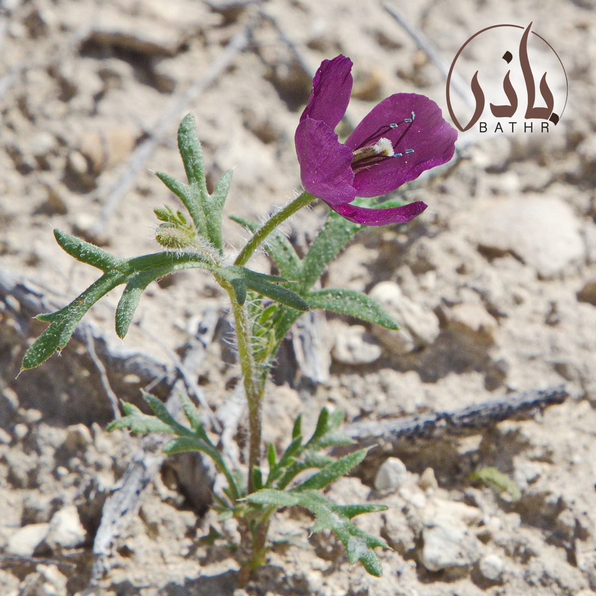 الديدحان الهجين
